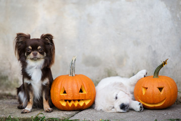 adorable chihuahua and puppy posing with pumpkins