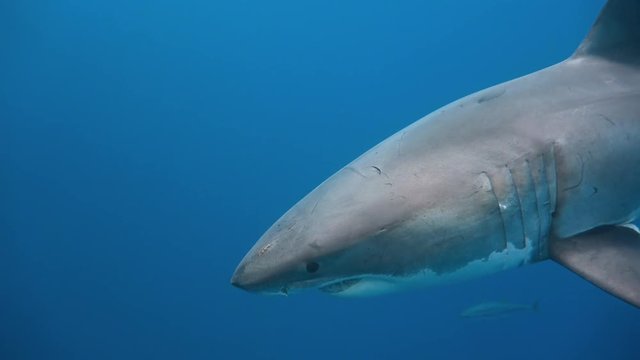 Увлекательные подводные погружения с Большими белыми акулами у заповедного острова Гуадалупе. Тихий океан. Мексика.