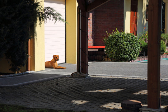 Fototapeta Psy rasowy Rodezjan, leży pod drzwiami.