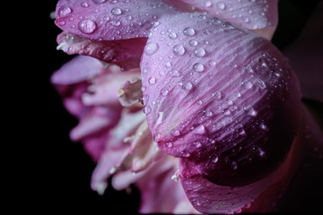 drops on lobe of lotus.