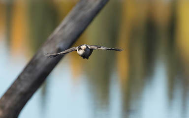 Gray Jay Flying