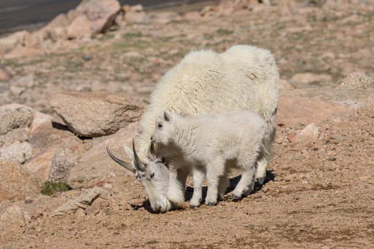 Mountain Goat Nanny and Her Cute Kid