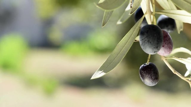 Ripe olives close up