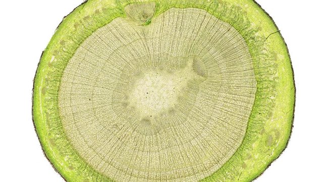 cross section cut of a stem under the microscope