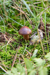 Xerocomus mushroom growing in a forest