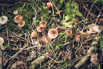 Pholiotina rugosa mushrooms