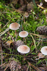 Pholiotina rugosa mushrooms