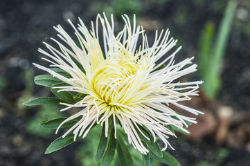 Aster flowers