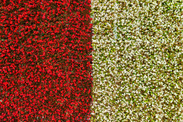 Flowers wall Red and white