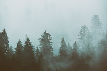 Foggy morning summer landscape with fir trees, seasonal travel hipster background