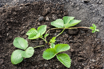 gardening and growing of strawberries