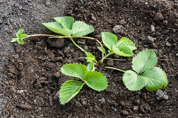 gardening and growing of strawberries