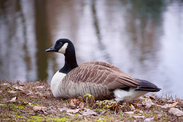 Canada goose, Branta canadensis. Wildlife animal. Single bird resting near lake in the park