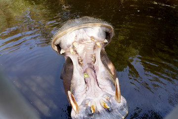 Hippo Mouth