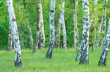 birch grove in the forest in the early morning, summer, green foliage