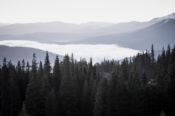Foggy morning landscape with mountain range and fir forest in hipster vintage retro style
