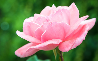 Side Rose