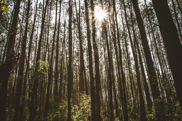 Fototapeta premium Forest with the sun shining through trees