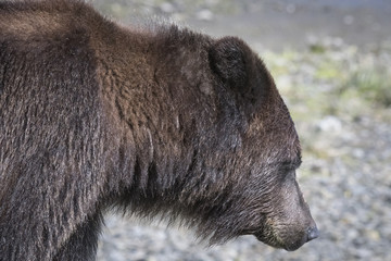 Brown Bear Side View