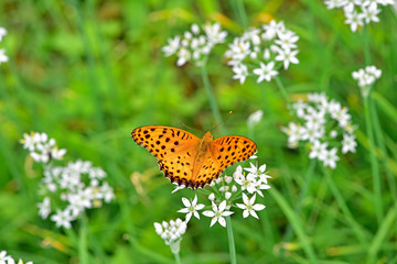 ツマグロヒョウモン / Indian Fritillary