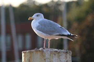 Möwe auf einem Poller