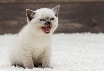 Fototapeta premium british straight kitten ears looks