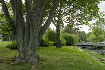 Moss Covered Trees in a New England Park with a Small Pond and Wooden Bridge