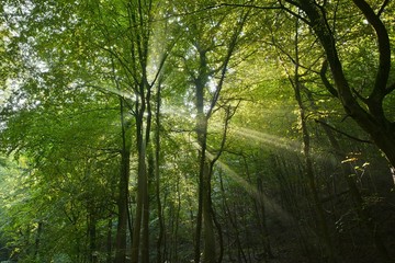 Fototapeta na wymiar Grüner Wald mit Sonnenstrahlen