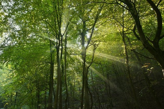 Grüner Wald mit Sonnenstrahlen
