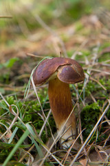 Xerocomus mushroom growing in a forest