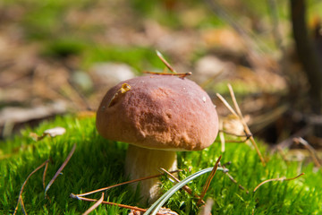 Xerocomus mushroom growing in a forest
