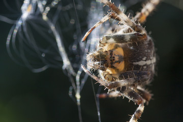 European common garden spider on web portrait, Araneus diadematus