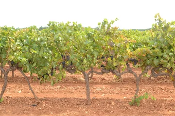 Deurstickers rijpe, blauwe druiven aan de wijnstok in de Franse Verdon © henkbouwers