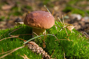 Xerocomus mushroom growing in a forest