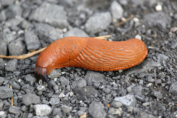 Wegschnecke - Nacktschnecke