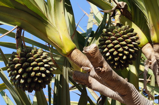 Pandanus utilis - Palmenfrucht
