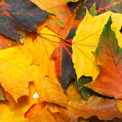 Naklejka na ściany i meble Autumn multicolored maple leafs