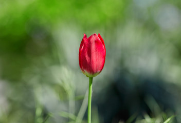 Fresh red tulip