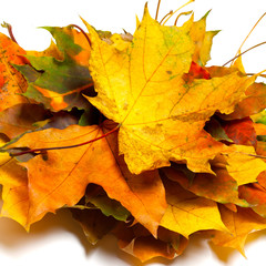 Naklejka na ściany i meble Pile of dry autumn maple leaves