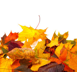 Naklejka na ściany i meble Autumn multicolor leafs