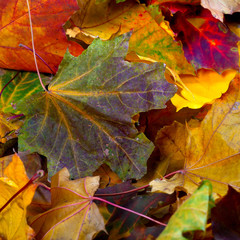 Fototapeta na wymiar Autumn dry maple-leafs