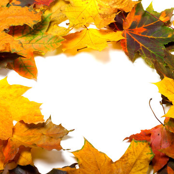 Autumn multicolored maple leafs