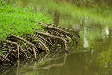 tree root in the forest