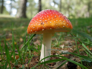 Amanita muscaria fungo velenoso nel bosco