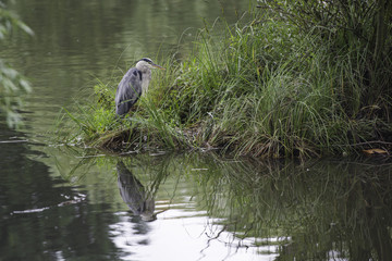 Grey heron