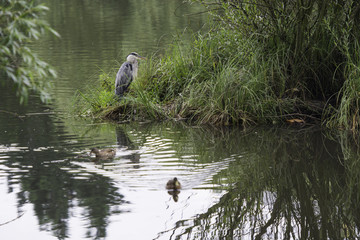 Grey heron