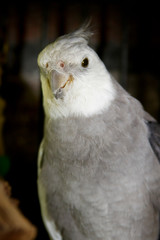 Female Cockatiel