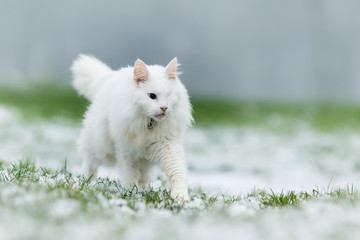 Adorable white cat  in the nature