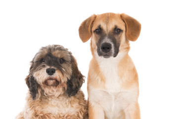 Portrait of two looking crossbreed dogs against white.