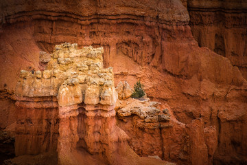 Bryce Hoodoo